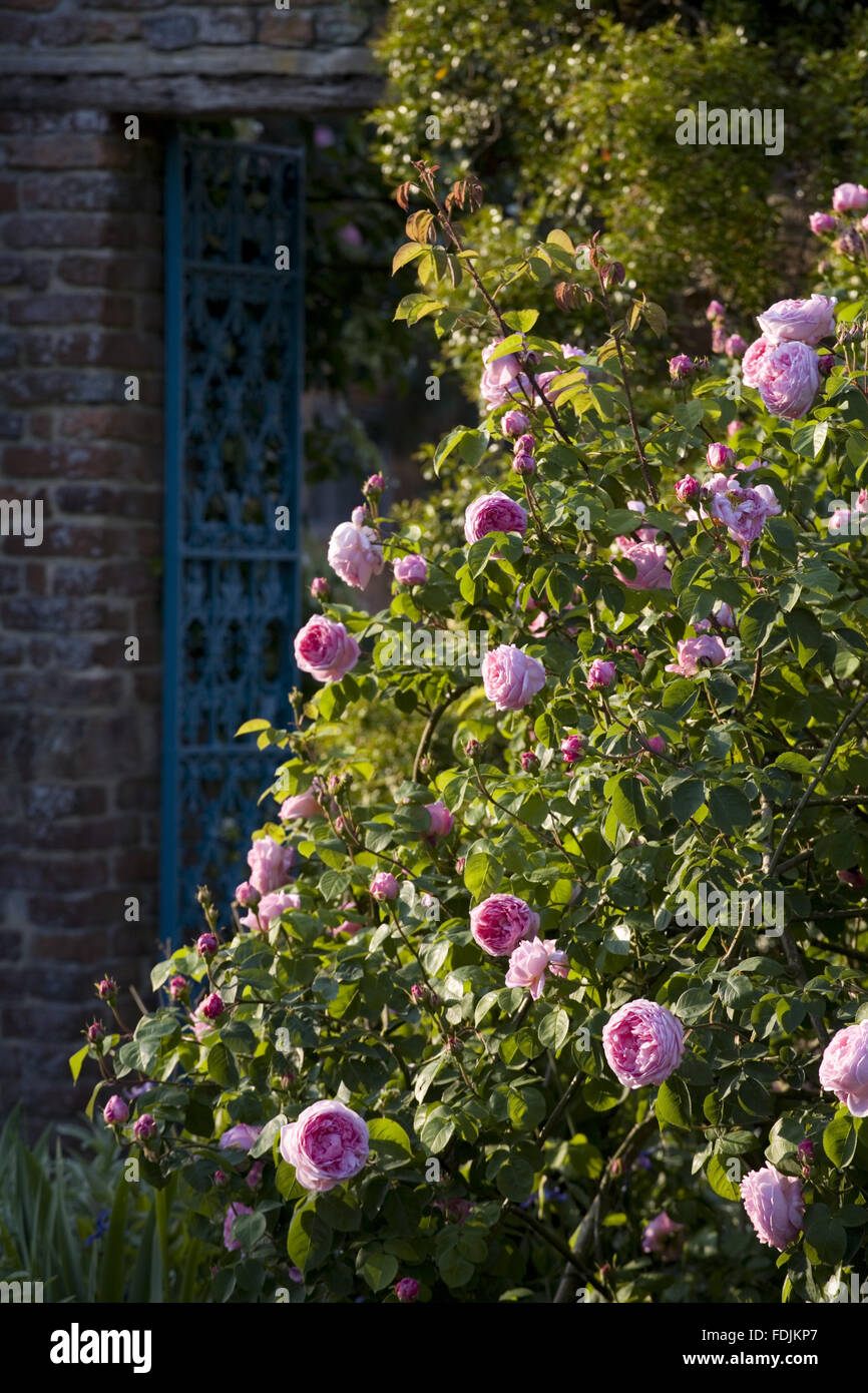 Rosa Constance Spry AGM In The Rose Garden At Sissinghurst Castle 
