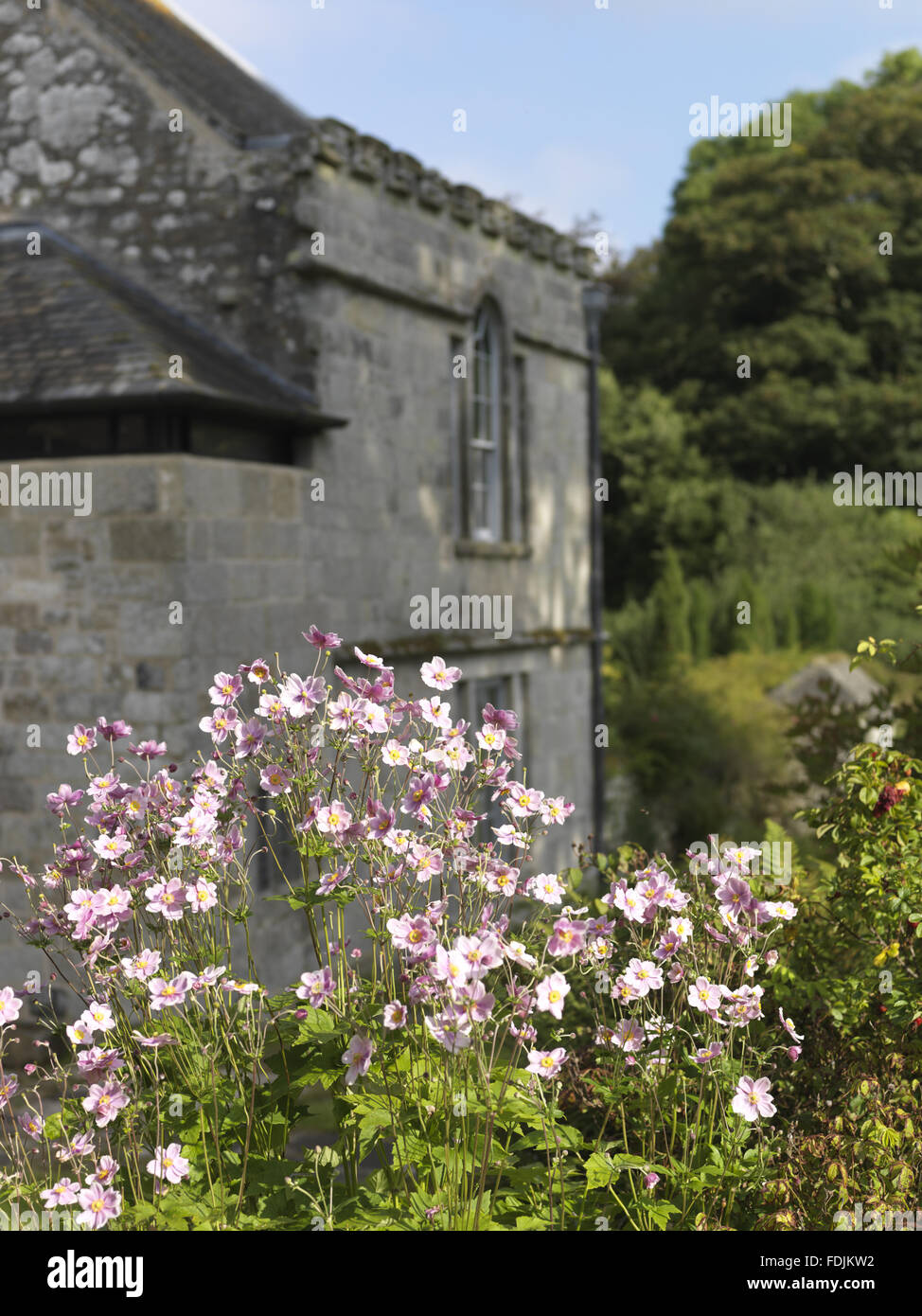 Pink Japanese anemonies in the foreground at Godolphin, near Helston, Cornwall. Stock Photo