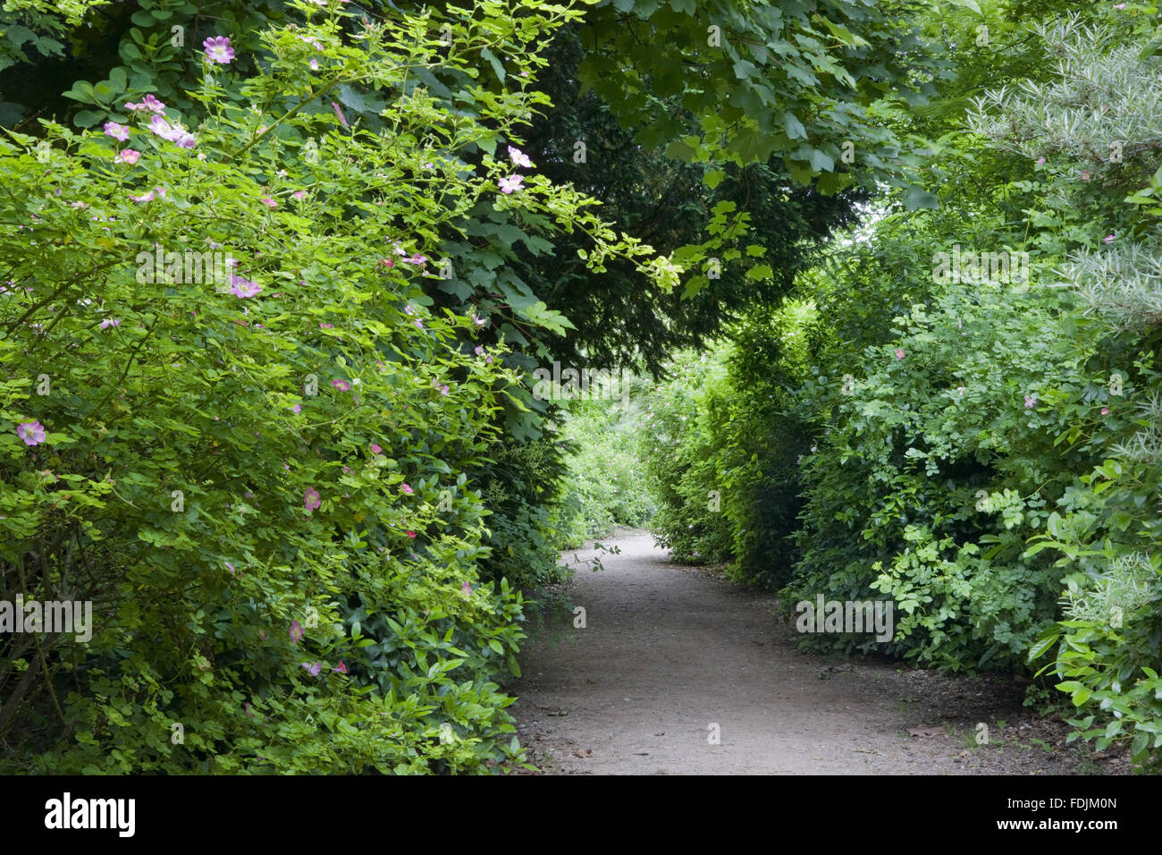 The Wilderness Walk at Croome Park, Croome D'Abitot, Worcestershire. Stock Photo