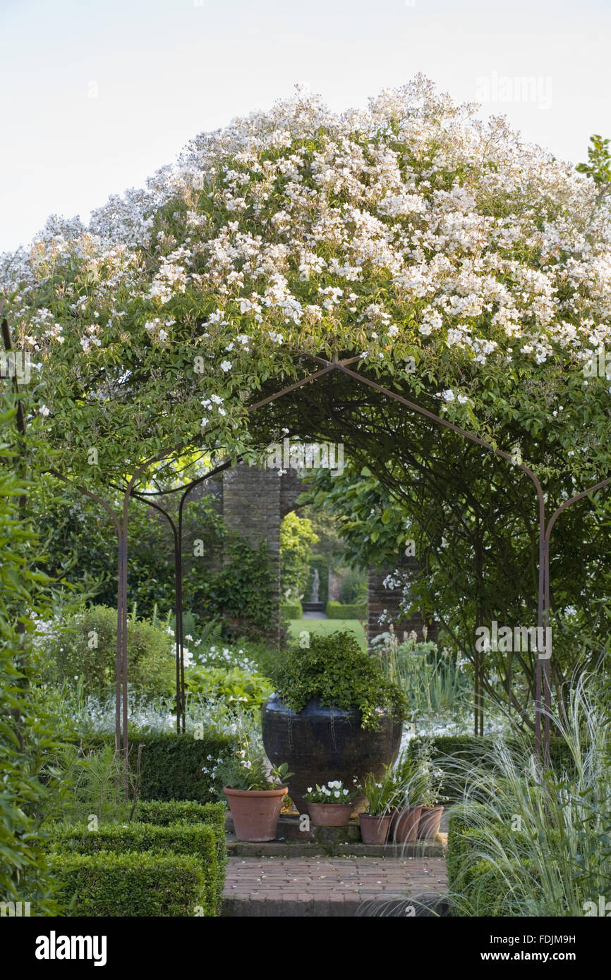 The White Garden in summer with Rosa mulliganii covering the pergola, and containers filled with plants underneath at Sissinghurst Castle Garden, near Cranbrook, Kent. Stock Photo