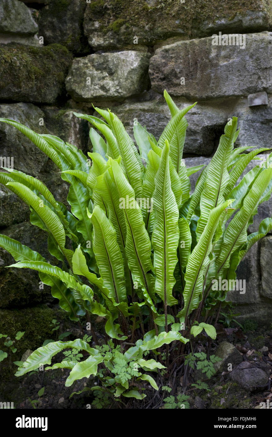 Hart's tongue fern growing in the rockface of the Cascade, in the Wilderness at Prior Park Landscape Garden, Bath. Stock Photo