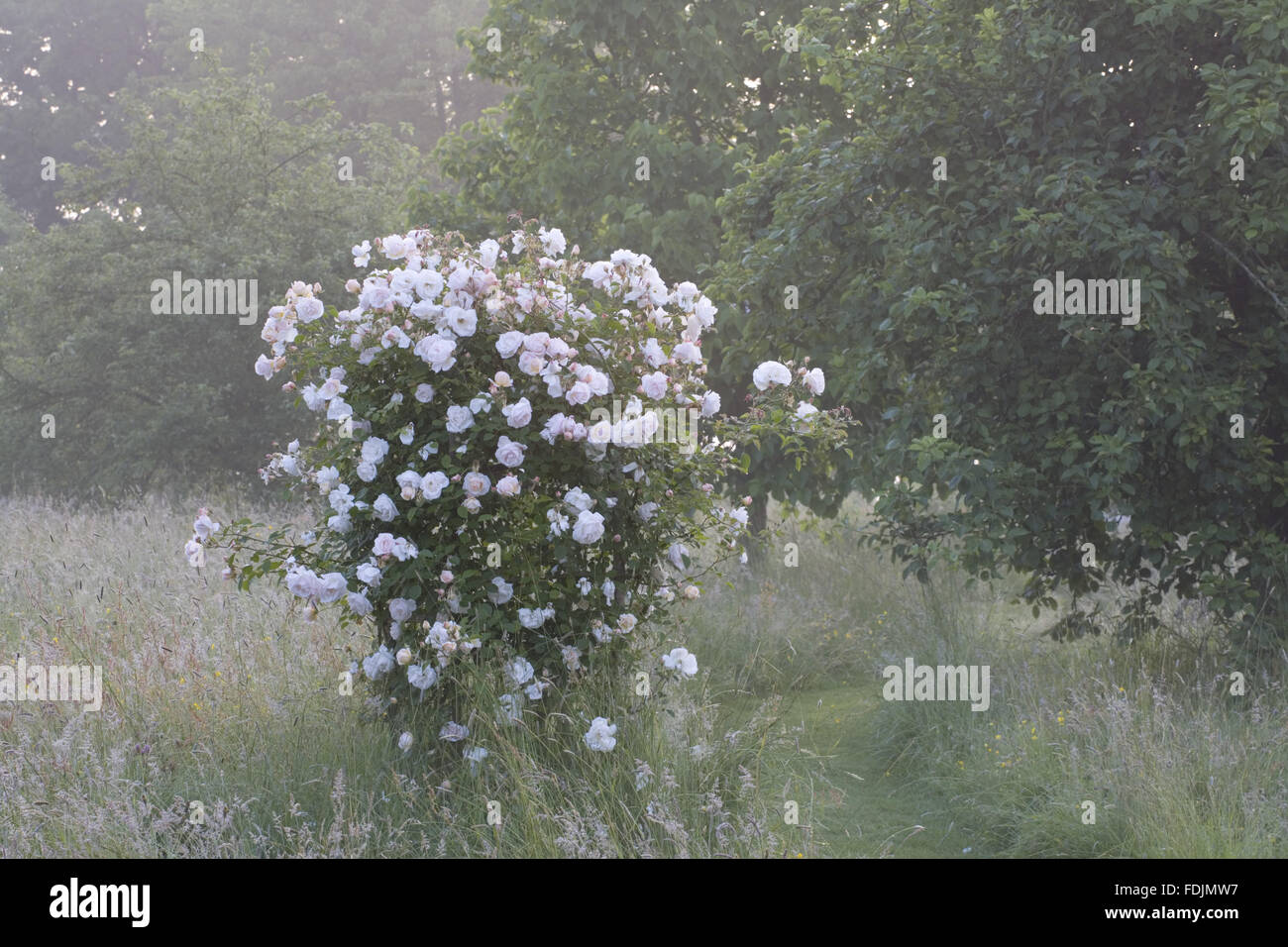 Misty Dawn Misty Dawn new pics Misty Dawn Misty Dawn new photo