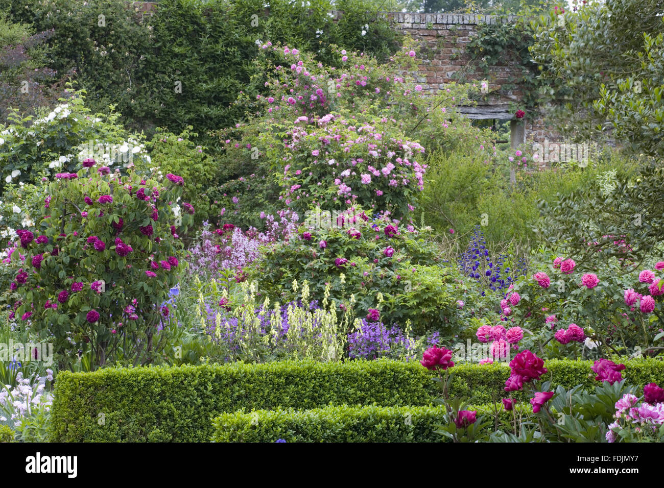 Paeonia 'Felix Crousse' in the Rose Garden in June at Sissinghurst Castle Garden, near Cranbrook, Kent. Stock Photo