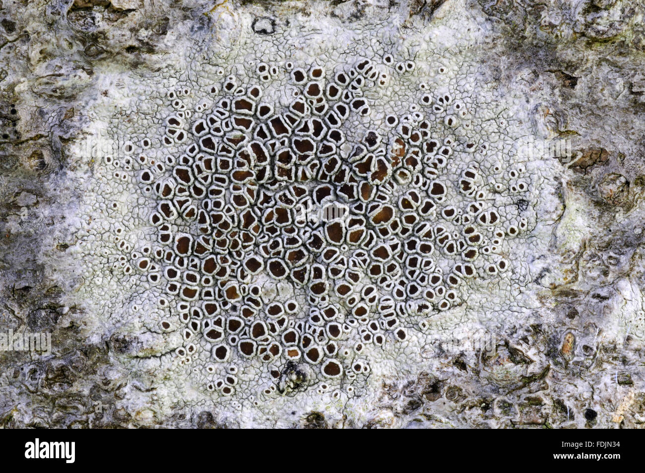 Black shields lichen (Lecanora chlarotera) photographed on a tree trunk at Arlington Court, Devon in October. Lichen thrives in this location because the air is so moist and clean. Stock Photo