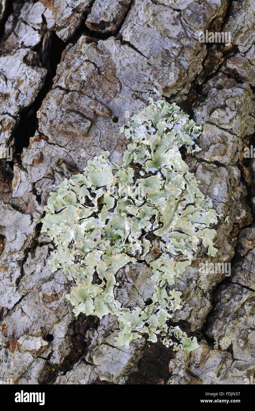 Lichen (Parmelia sulcata) on a tree stump, photographed at Arlington Court, Devon in October. Lichen thrives in this location because the air is so moist and clean. Stock Photo