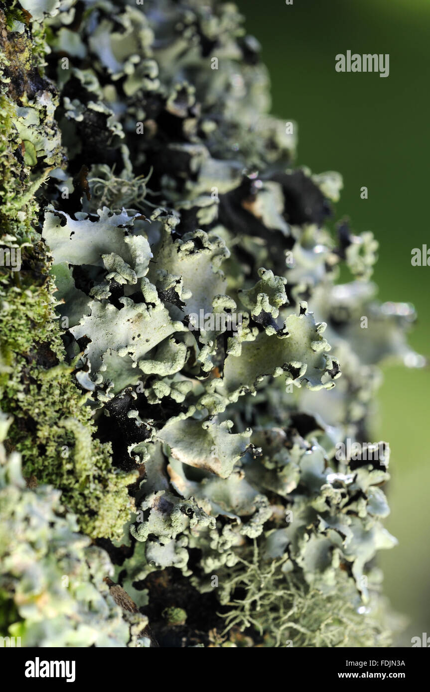 Lichen (Parmelia sulcata), photographed at Arlington Court, Devon in October. Lichen thrives in this location because the air is so moist and clean. Stock Photo