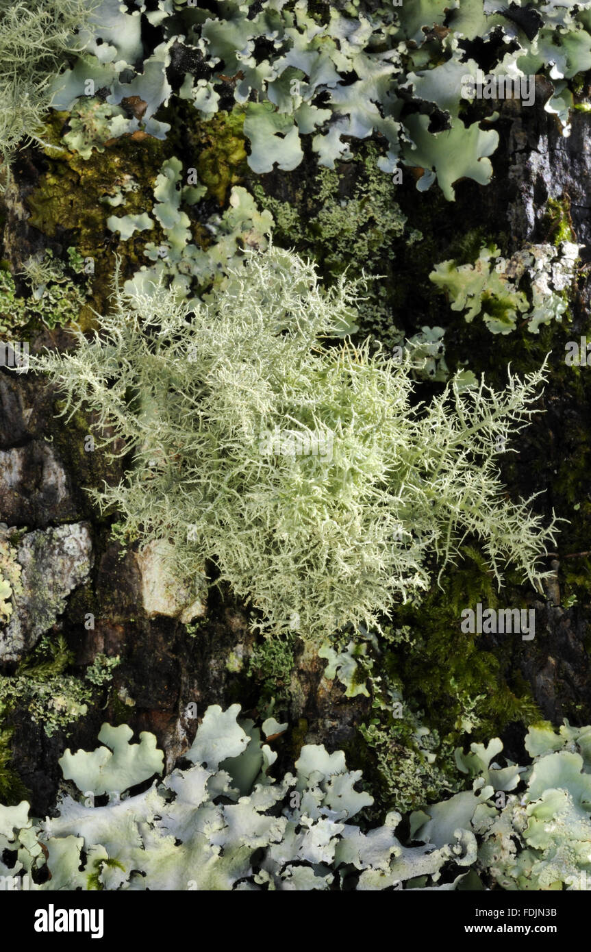 Lichen (Usnea sp. juvenile) photographed at Arlington Court, Devon in October. Lichen thrives in this location because the air is so moist and clean. Stock Photo