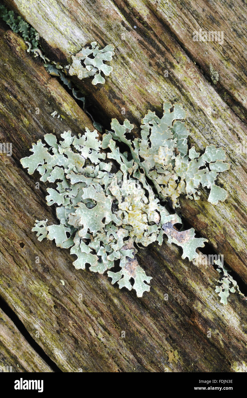 Lichen (species of Parmelia?) photographed at Arlington Court, Devon in October. Lichen thrives in this location because the air is so moist and clean. Stock Photo