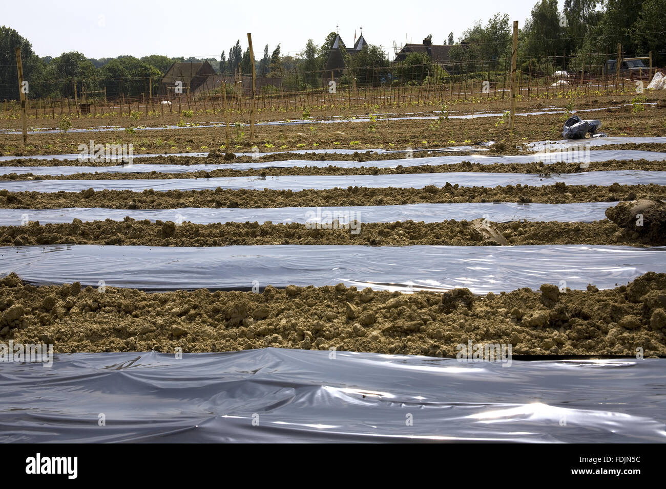 Black Plastic Weed Control And Mulch In The New Vegetable Garden