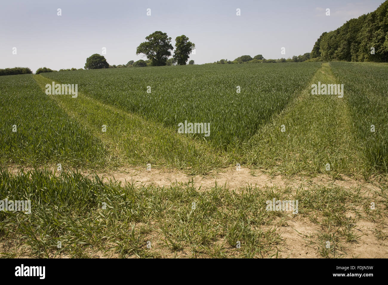 Farmland to be developed at Sissinghurst Castle, Kent. This project aims to reconnect the garden with the landscape in the form of creating a modern, organic, mixed Wealden farm, much as it would have been in 1930 when the Nicolsons bought the property. Stock Photo