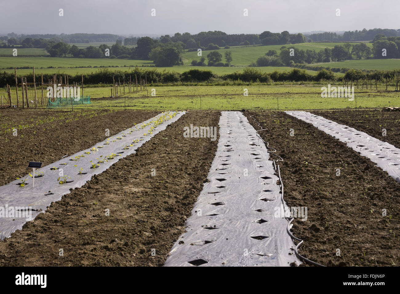 Black plastic weed control in the new vegetable garden at Sissinghurst Castle. A new project aims to reconnect the garden with the farm landscape by producing organically-grown vegetables for use in the restaurant and creating a mixed farm environment aro Stock Photo