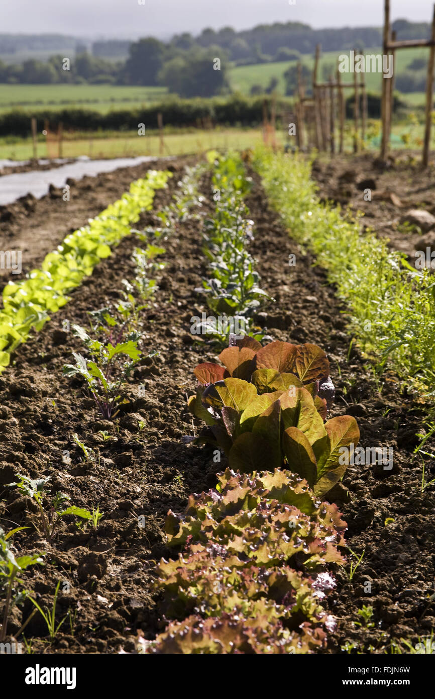 Salad crops in the new vegetable garden at Sissinghurst Castle in June. A new project aims to reconnect the garden with the farm landscape by producing organically-grown vegetables for use in the restaurant and creating a mixed farm environment around the Stock Photo