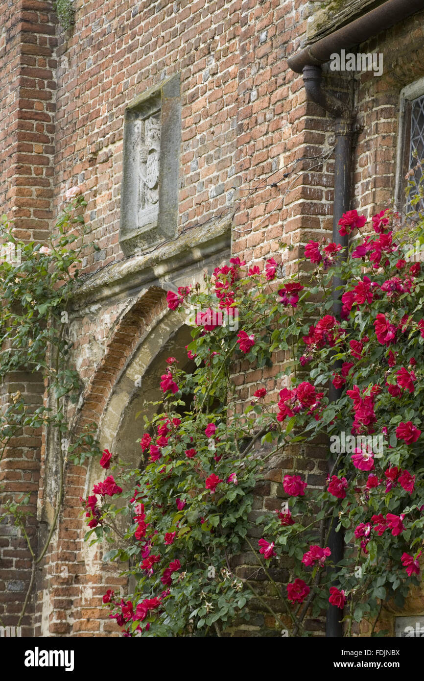 Red rose 'Allen Chandler' climbing on the ancient walls of the inner side of the Front Courtyard at Sissinghurst Castle Garden, near Cranbrook, Kent. Stock Photo