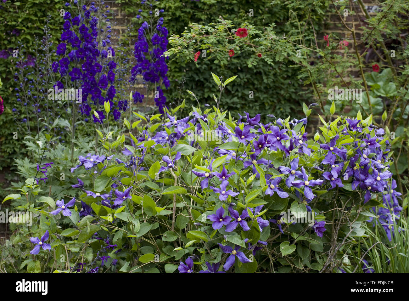 Clematis x durandii and delphiniums in the Purple Border in summer at Sissinghurst Castle Garden, near Cranbrook, Kent. Stock Photo