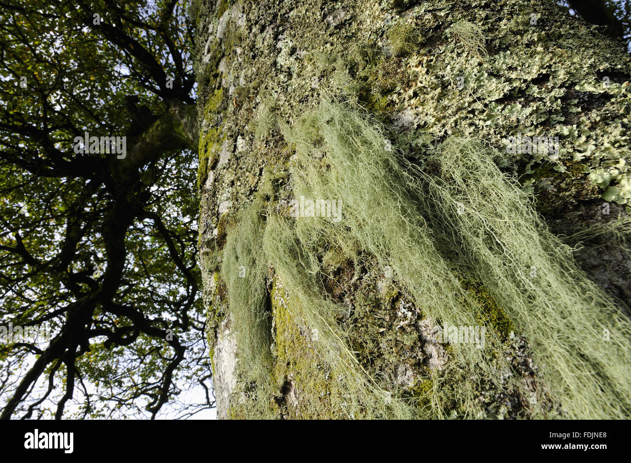 Old Man's Beard (Usnea ceratina) hanging from a tree,  photographed at Arlington Court, Devon in October. Lichen thrives in this location because the air is so moist and clean. Stock Photo