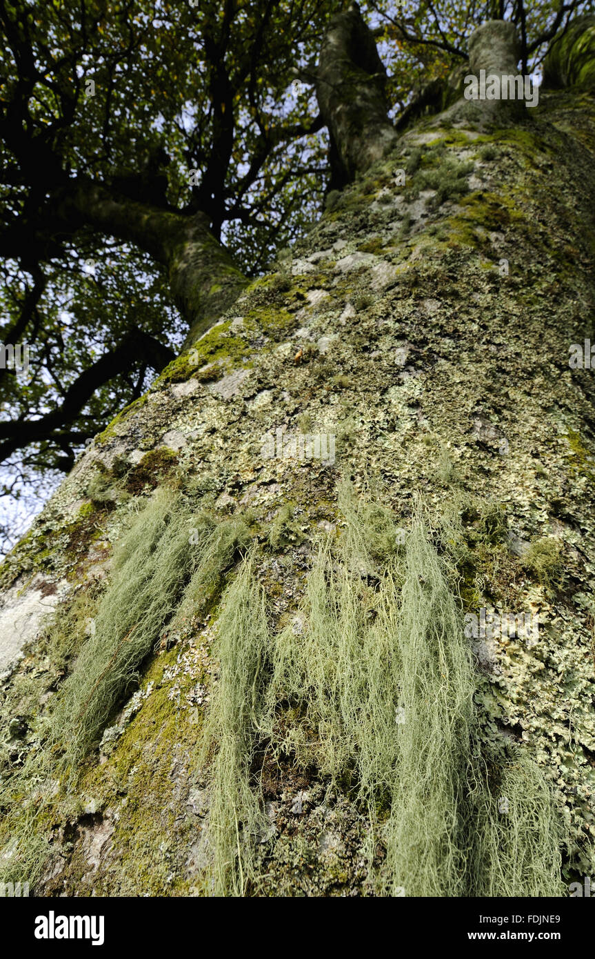 Old Man's Beard (Usnea ceratina) hanging from a tree,  photographed at Arlington Court, Devon in October. Lichen thrives in this location because the air is so moist and clean. Stock Photo