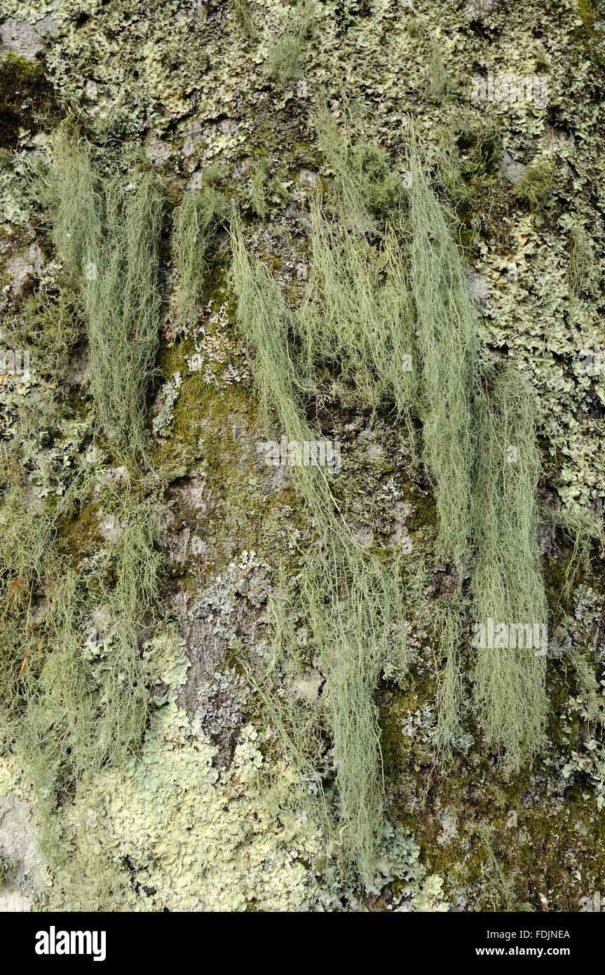 Old Man's Beard (Usnea ceratina) hanging from a tree,  photographed at Arlington Court, Devon in October. Lichen thrives in this location because the air is so moist and clean. Stock Photo