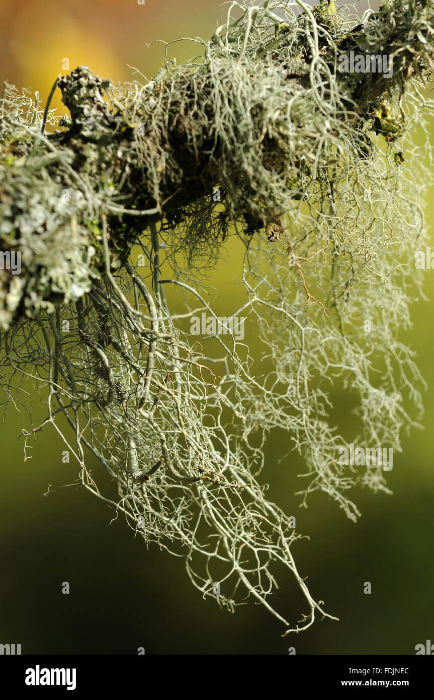 Lichen (Usnea ceratina) photographed at Arlington Court, Devon in October. Lichen thrives in this location because the air is so moist and clean. Stock Photo