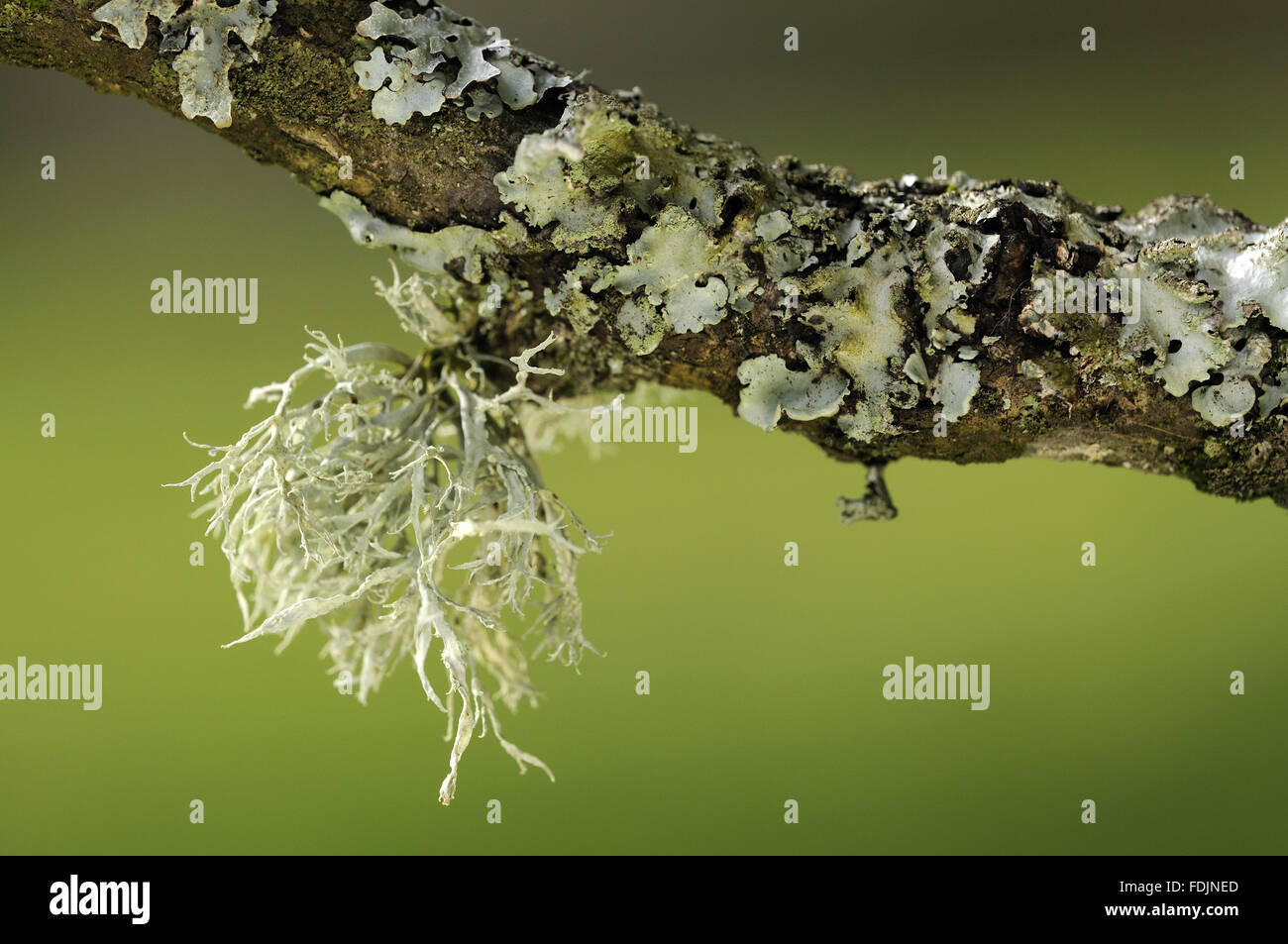 Lichen (Ramalina farinacea and Hypotrachyna revoluta) photographed at Arlington Court, Devon in October. Lichen thrives in this location because the air is so moist and clean. Stock Photo
