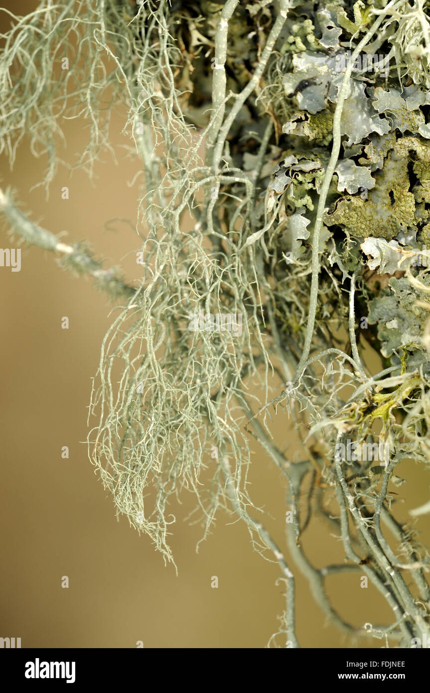 Lichen (Usnea ceratina and Parmelia sulcata) photographed at Arlington Court, Devon in October. Lichen thrives in this location because the air is so moist and clean. Stock Photo
