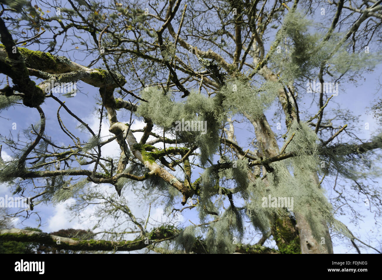 Old Man's Beard (Usnea longissima) hanging from a tree, photographed at Arlington Court, Devon in October. Lichen thrives in this location because the air is so moist and clean. Stock Photo