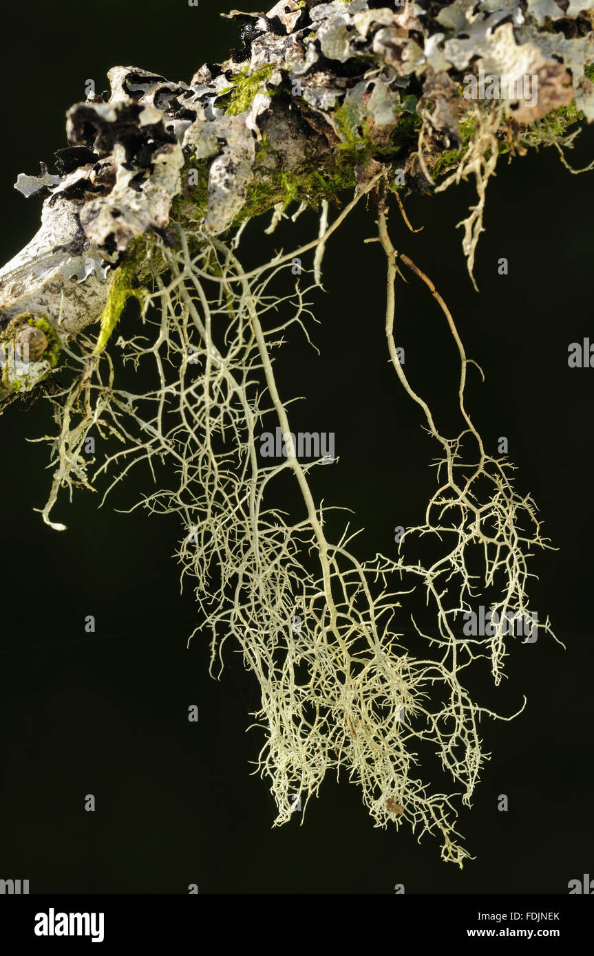 Lichen (Usnea ceratina and Parmelia sulcata) photographed at Arlington Court, Devon in October. Lichen thrives in this location because the air is so moist and clean. Stock Photo
