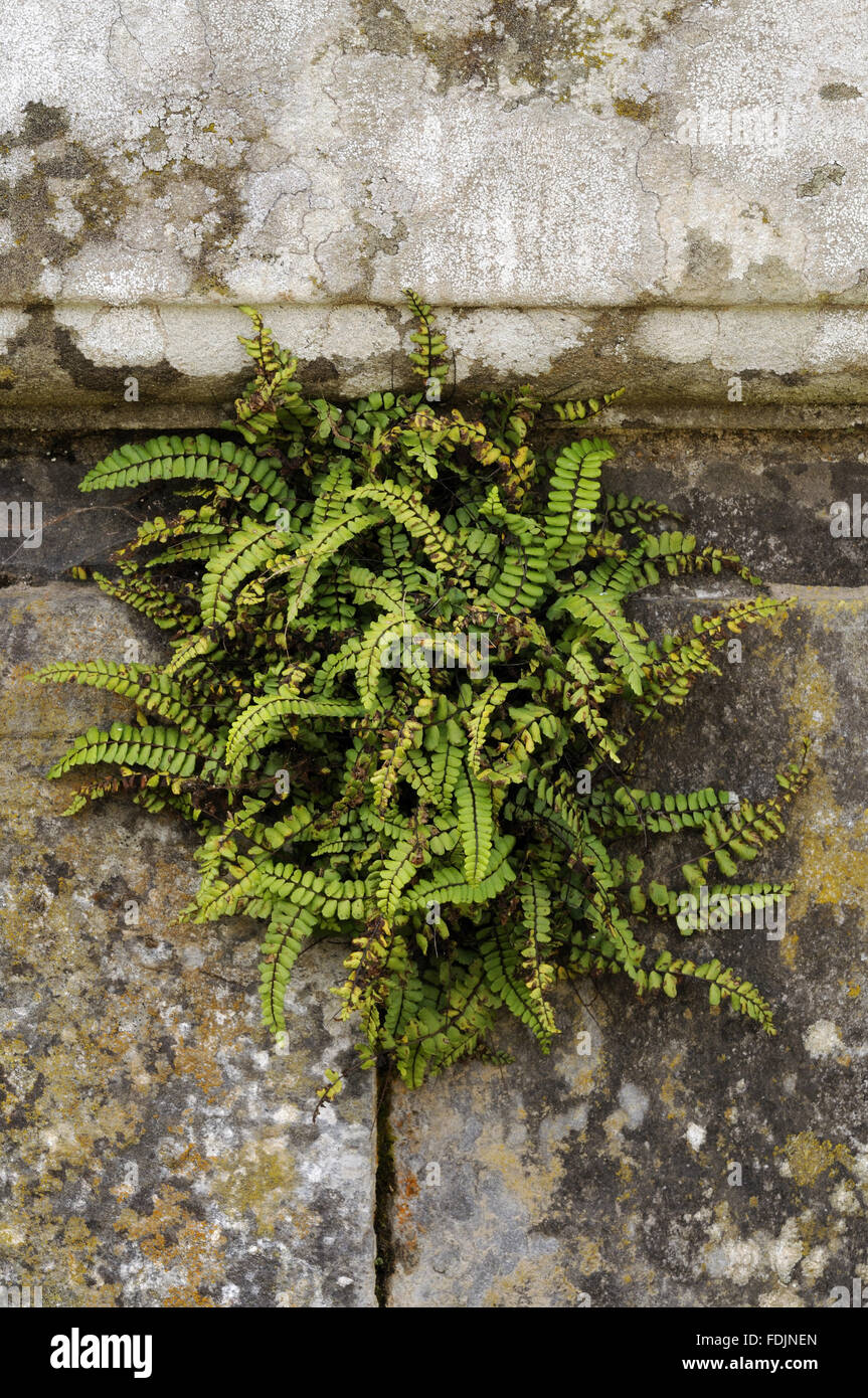Maidenhair spleenwort (Asplenium trichomanes), photographed at Arlington Court, Devon in October. Lichen thrives in this location because the air is so moist and clean. Stock Photo
