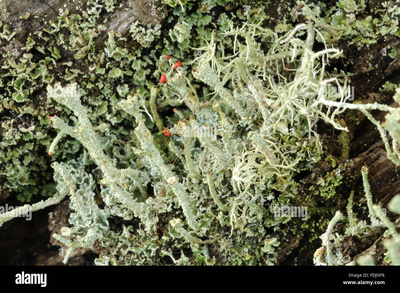 Lichen (Cladonia polydactyla) photographed at Arlington Court, Devon in October. Lichen thrives in this location because the air is so moist and clean. Stock Photo