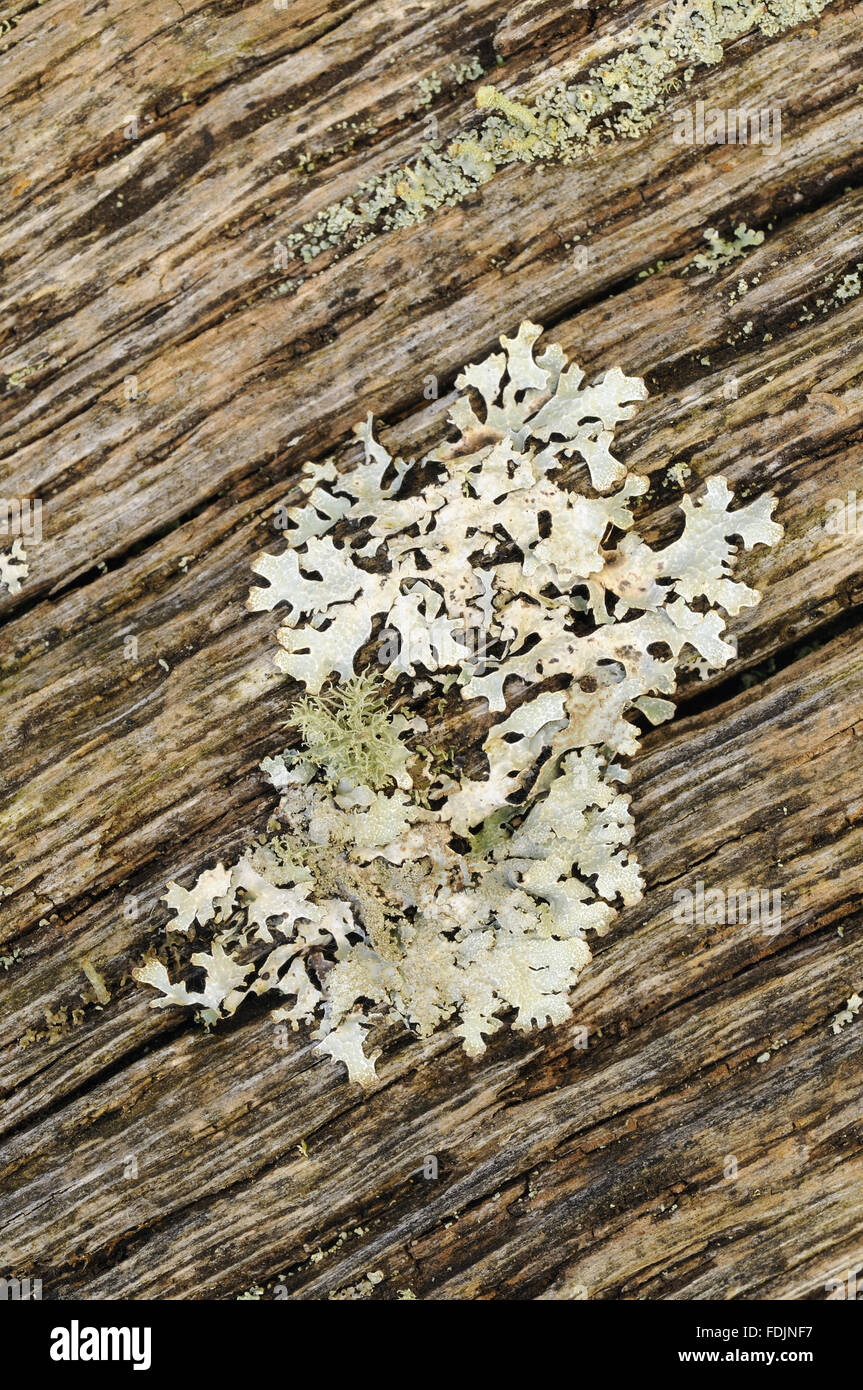 Lichen (Parmelia sulcata)  photographed at Arlington Court, Devon in October. Lichen thrives in this location because the air is so moist and clean. Stock Photo
