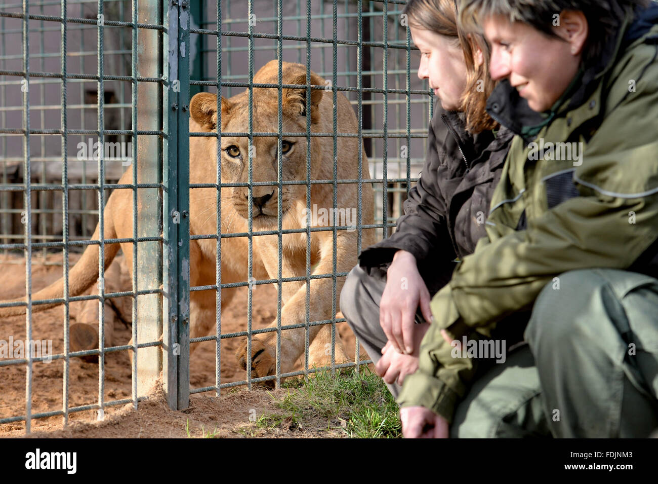 Zoo pilsen lion hi-res stock photography and images - Alamy