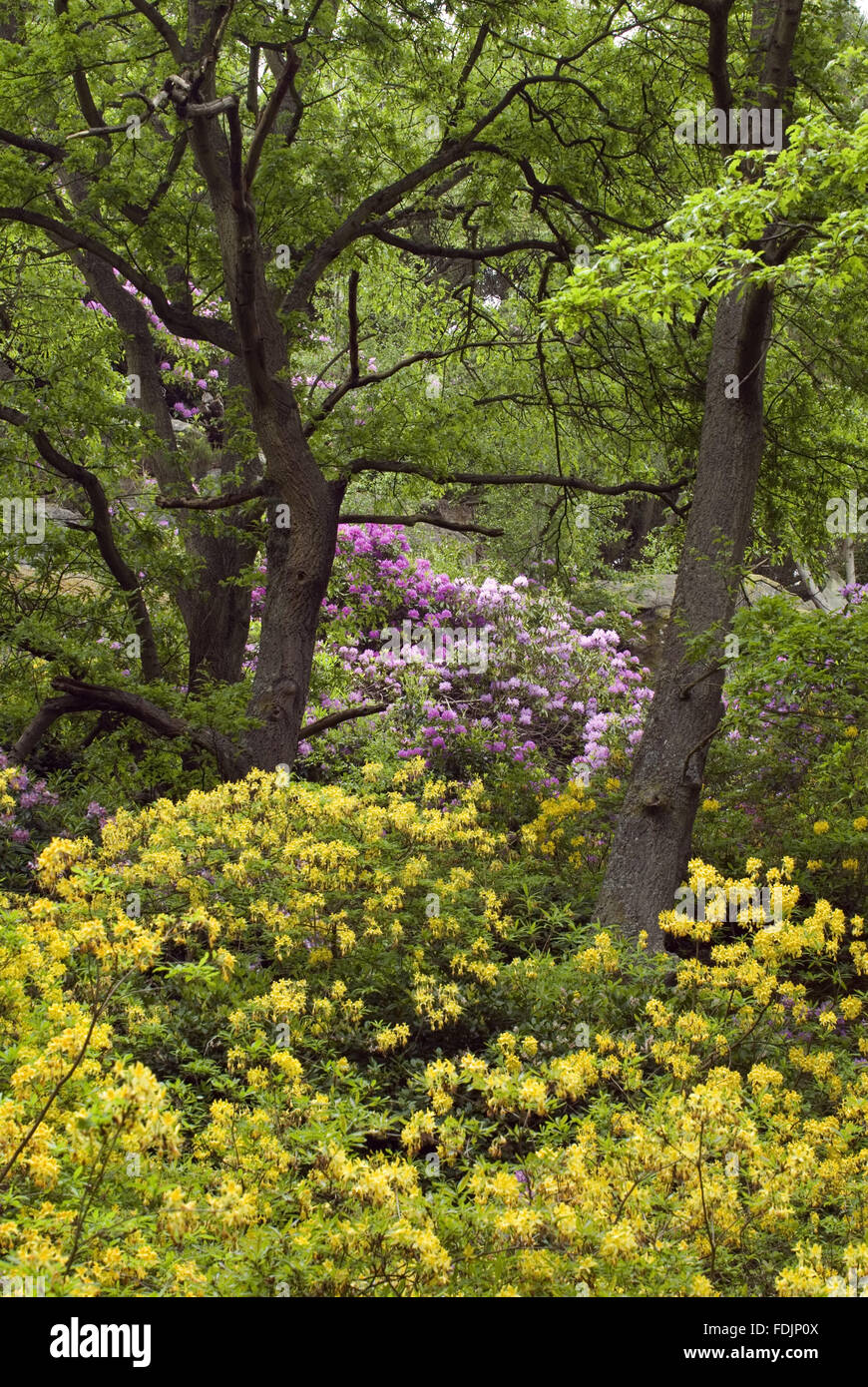 Rhododendron in the Valley Garden, part of the extensive landscaping at Cragside, Morpeth, Northumberland. Stock Photo