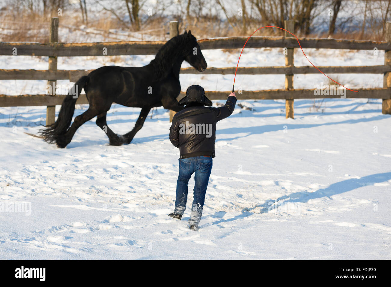Man dressage black frisian horse outdoor in winter Stock Photo