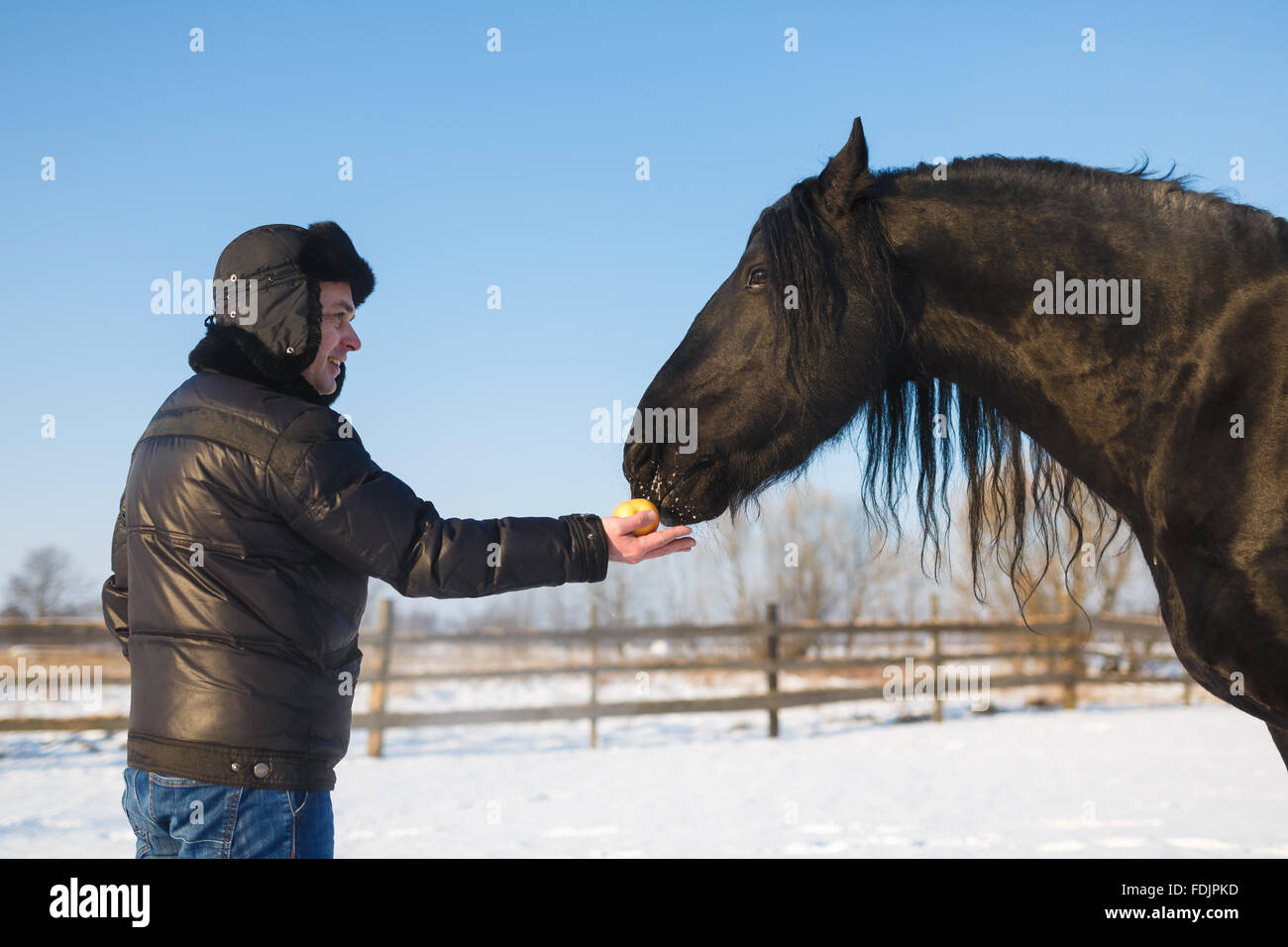 The man feeding frisian horse outdoor in winter Stock Photo