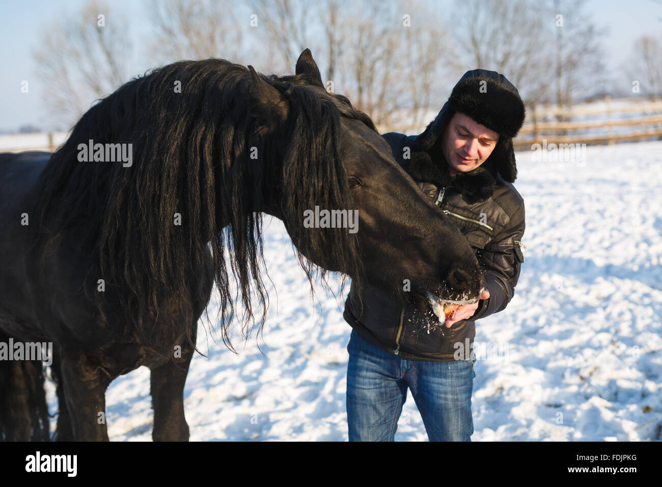 The man feeding frisian horse outdoor in winter Stock Photo