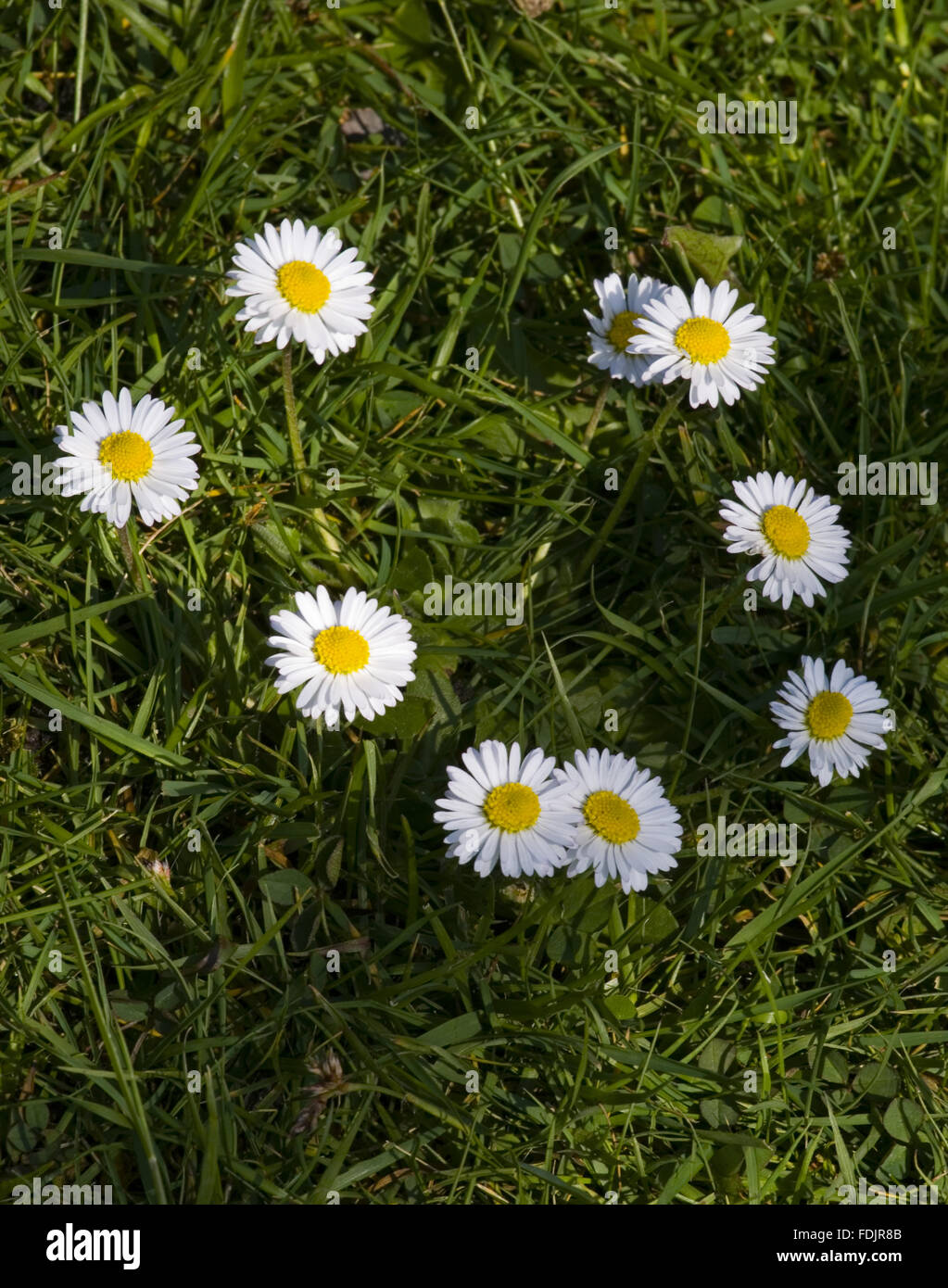 Daisies in a ring hi-res stock photography and images - Alamy