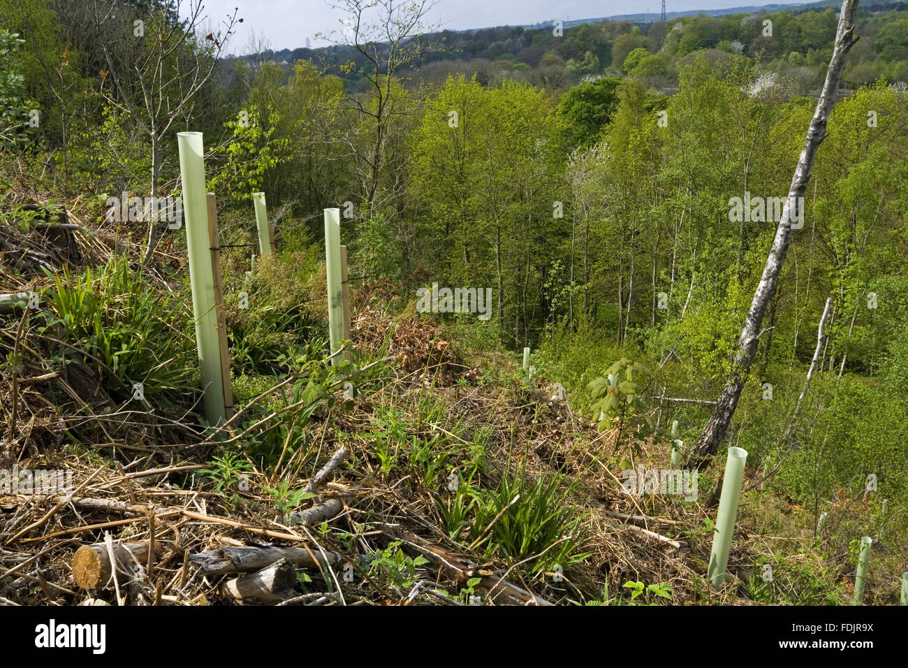 Newlyplanted trees in a restored woodland area at Gibside, Newcastle