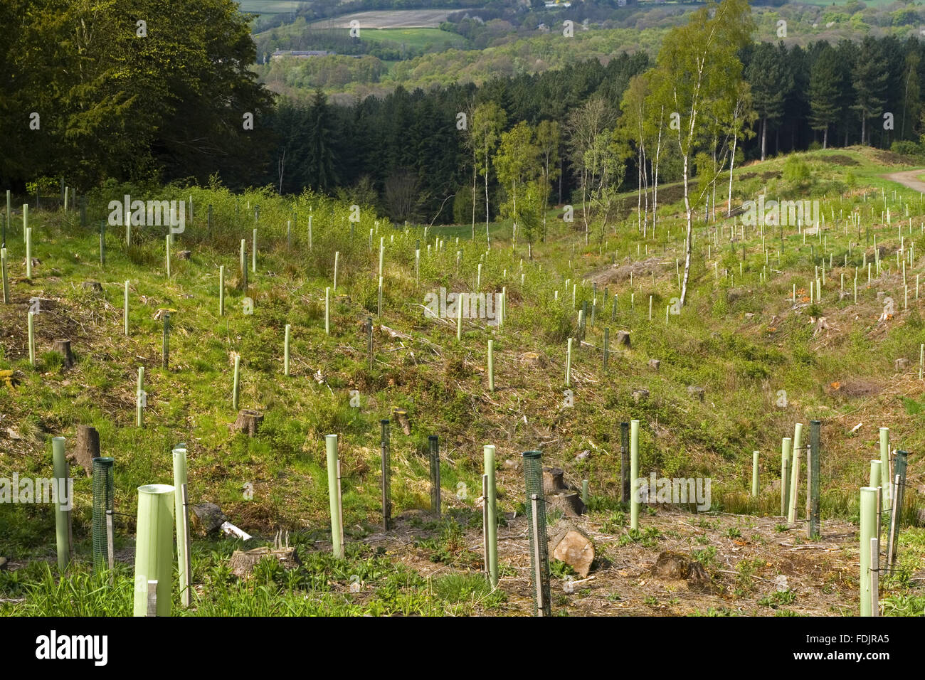 Newly-planted trees in a restored woodland area at Gibside, Newcastle upon Tyne. Much of the estate is designated a Site of Scientific Special Interest. Stock Photo