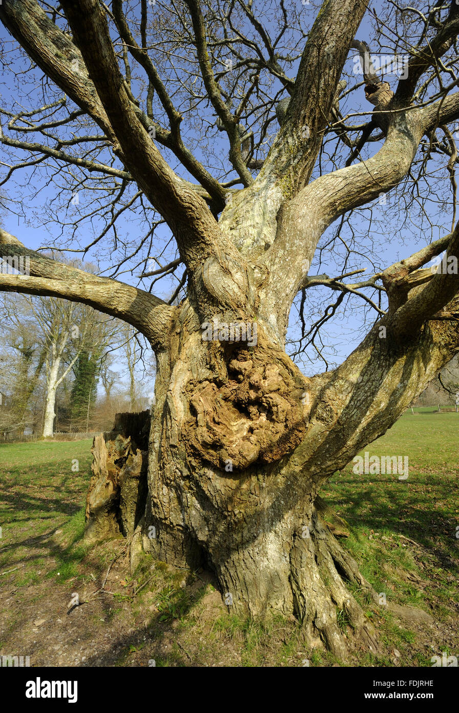 Ancient oak tree on the estate at Lanhydrock, Cornwall Stock Photo - Alamy
