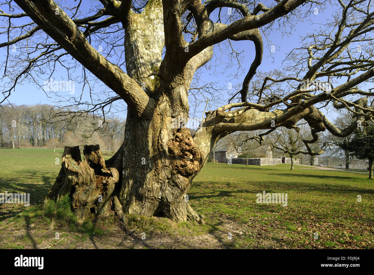 Ancient oak tree on the estate at Lanhydrock, Cornwall Stock Photo - Alamy