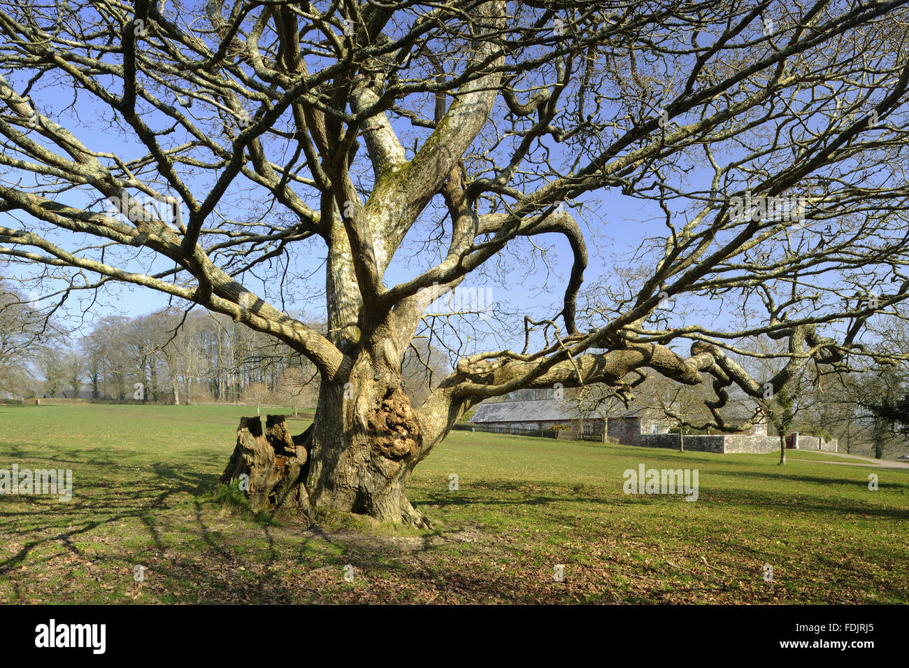 Ancient oak tree on the estate at Lanhydrock, Cornwall Stock Photo - Alamy