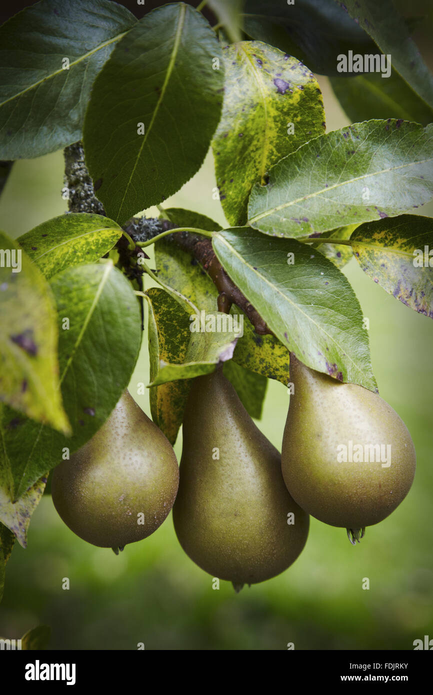 Pears on the tree at Hidcote Manor Garden, Gloucestershire in September. Stock Photo
