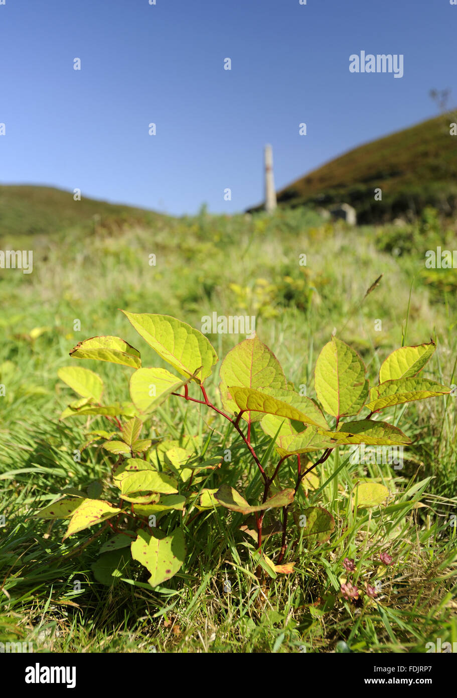 Japanese Knotweed Polygonum Cuspidatum Along The Kenidjack Valley japanese-knotweed-polygonum-cuspidatum-along-the-kenidjack-valley