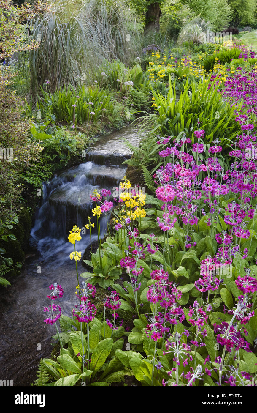 The Stream Garden with Candelabra primula (Primula helodoxa) in June at Trengwainton Garden, Cornwall. Stock Photo