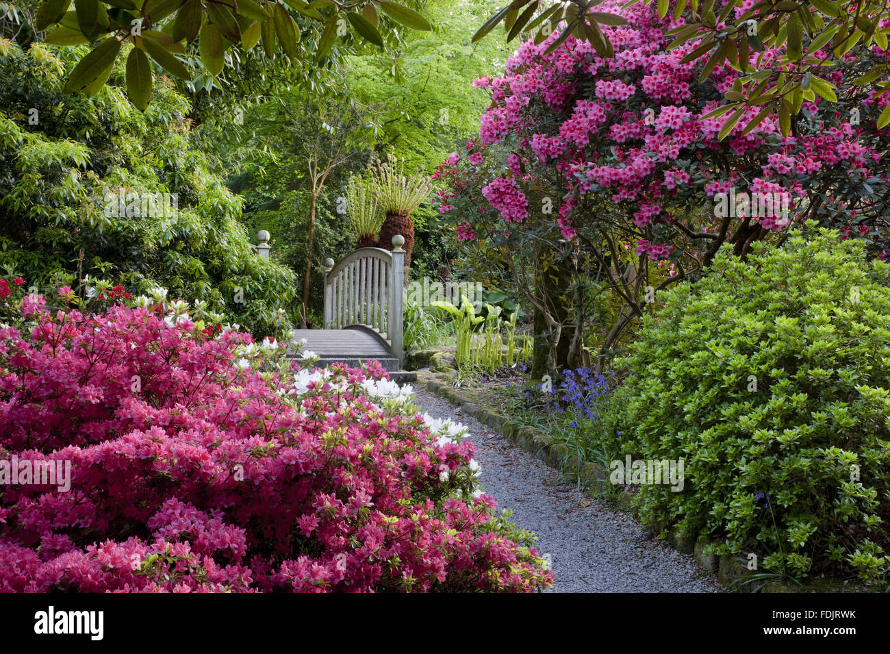 Cornwall Rhododendron Azaleas and rhododendron with the wooden bridge near the pond at ...
