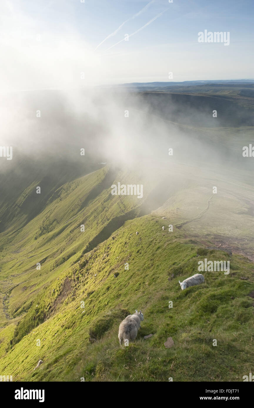 Sheep grazing in the Brecon Beacons National Park, South Wales. Stock Photo