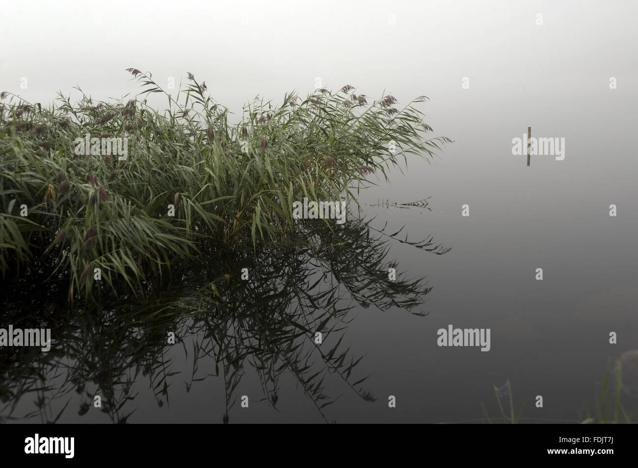 Misty view across vegetation on Lough Erne at Crom, Co. Fermanagh, Northern Ireland. Stock Photo