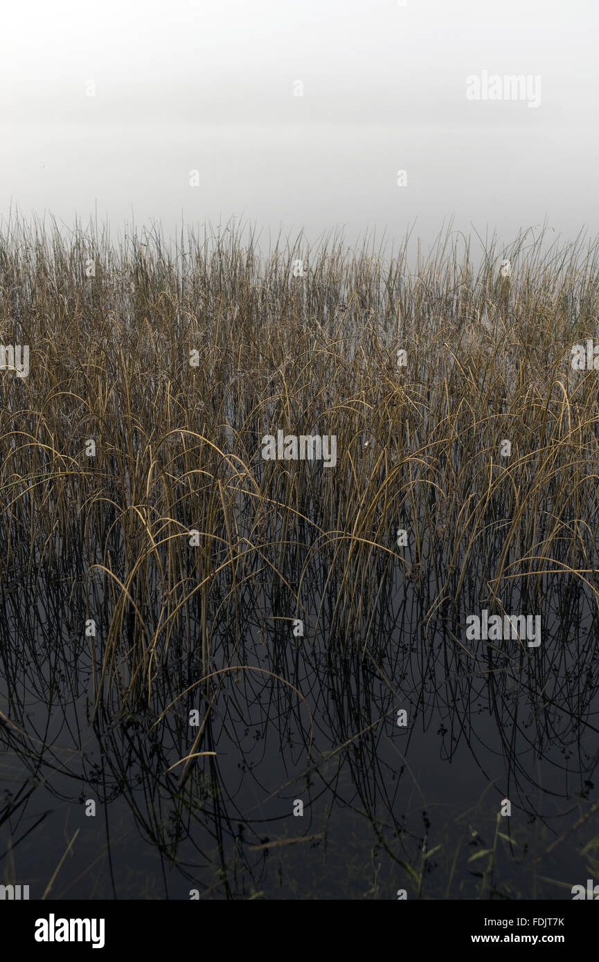 Misty view across reeds on Lough Erne at Crom, Co. Fermanagh, Northern Ireland. Stock Photo