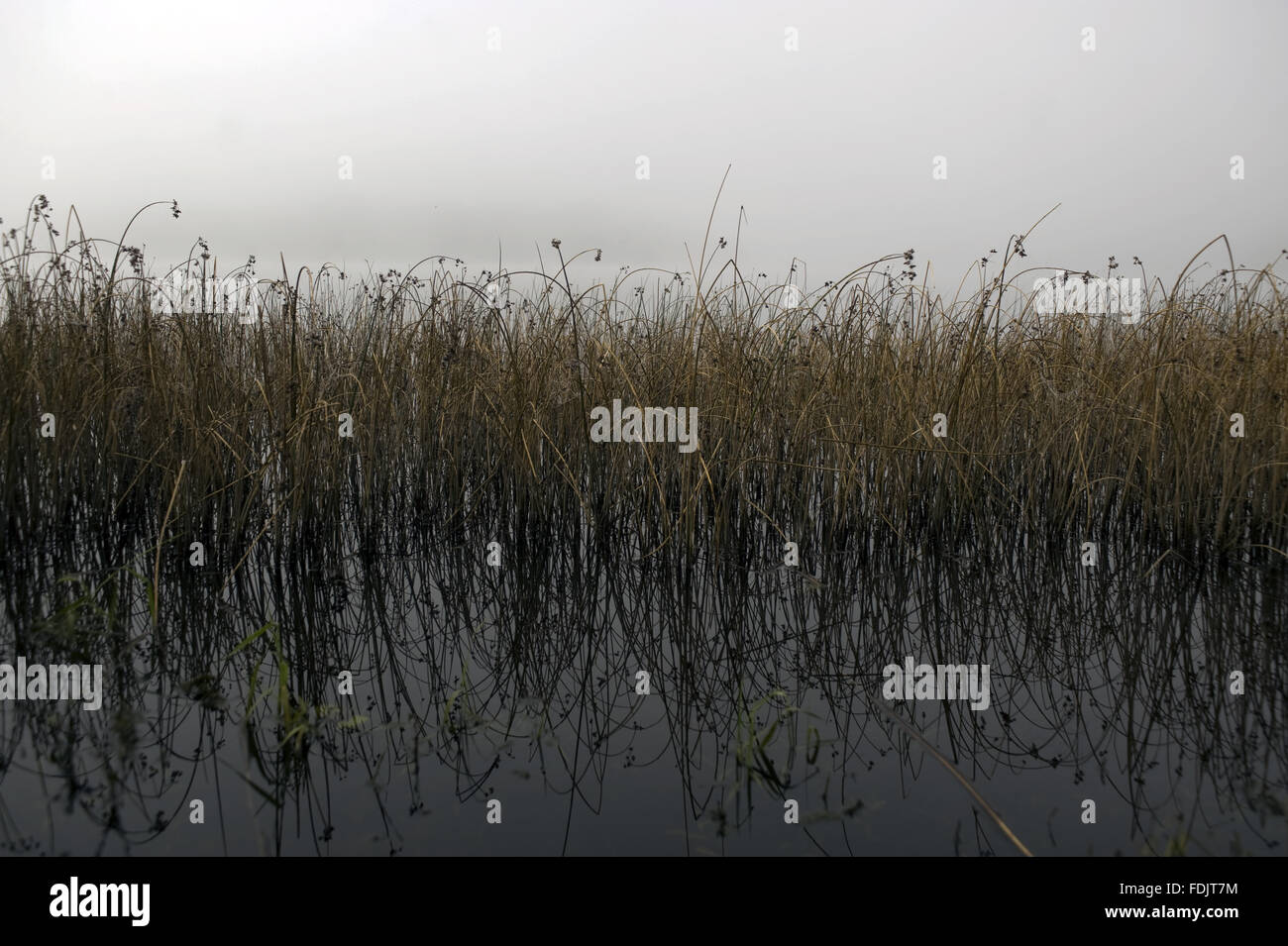 Misty view across reeds on Lough Erne at Crom, Co. Fermanagh, Northern Ireland. Stock Photo