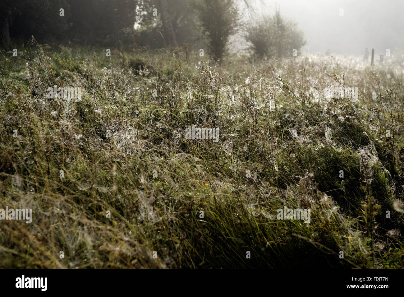 Misty view across vegetation on Lough Erne at Crom, Co. Fermanagh, Northern Ireland. Stock Photo