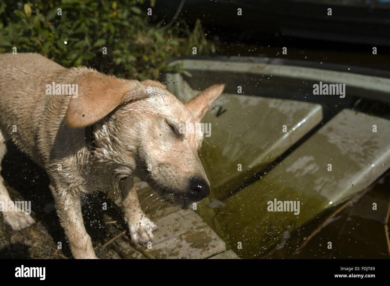 Dog shaking itself dry on the slipway of the boathouse at Crom, Co. Fermanagh, Northern Ireland. Stock Photo